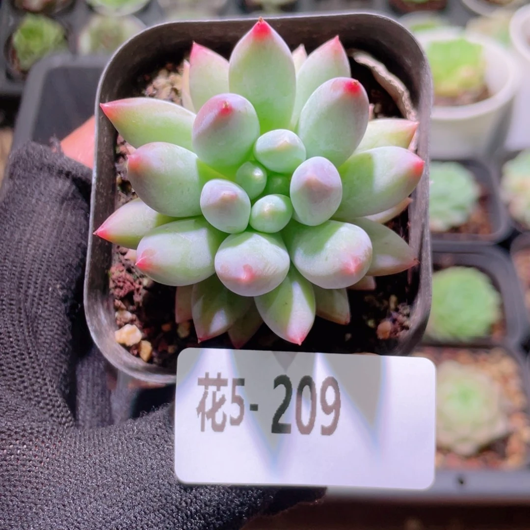 花利美5-209所罗门