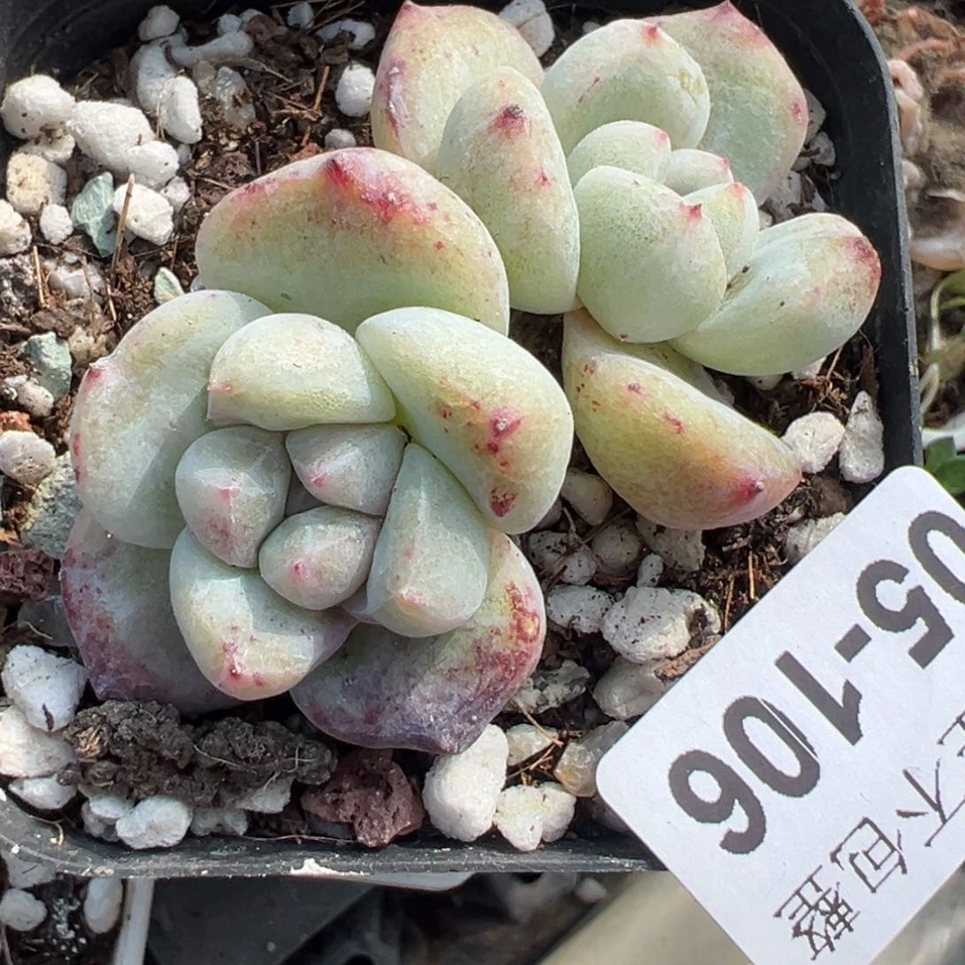 小卡拉米糖心一物一拍5-106