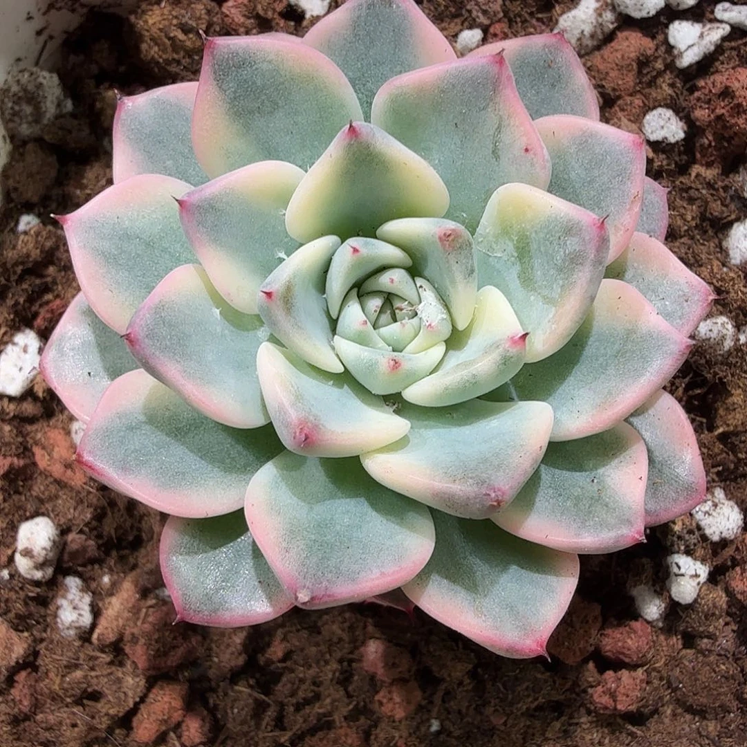 沙罗姬锦，带缀化，多肉植物