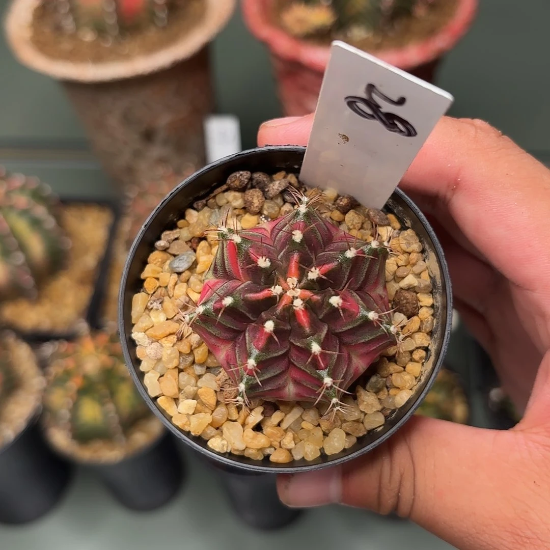 28-0609泰国发货多肉