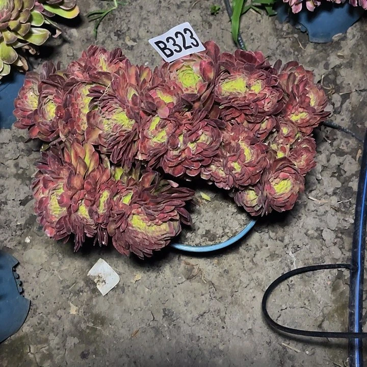 抹茶法师28//-32包邮