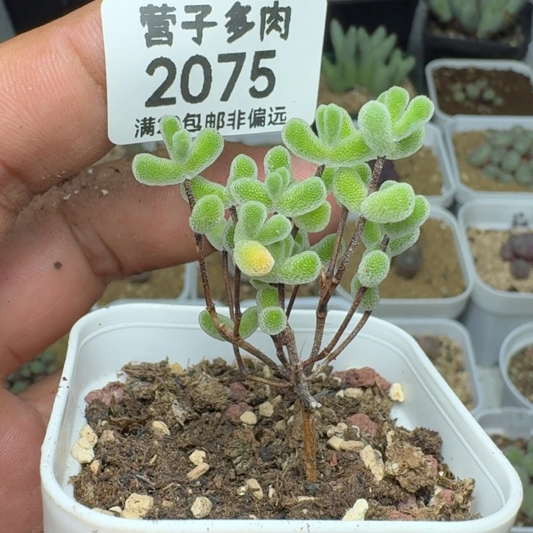 小星星带盆土。