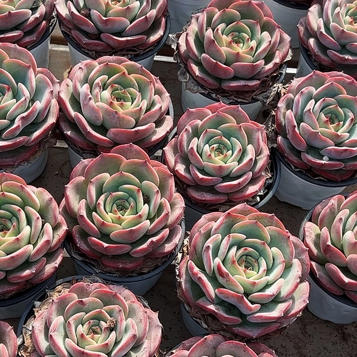 三文鱼         福利多多