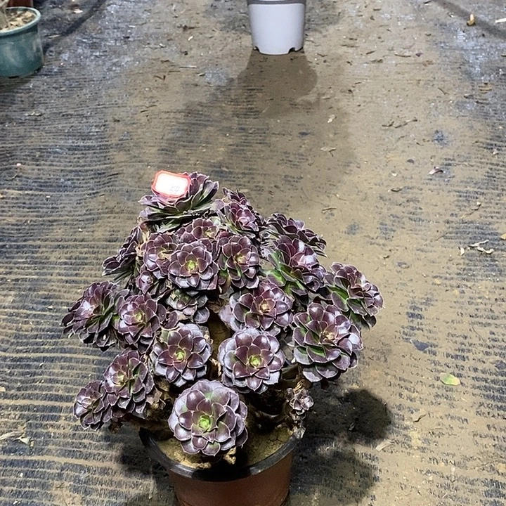 54，荷兰玫瑰多肉法师