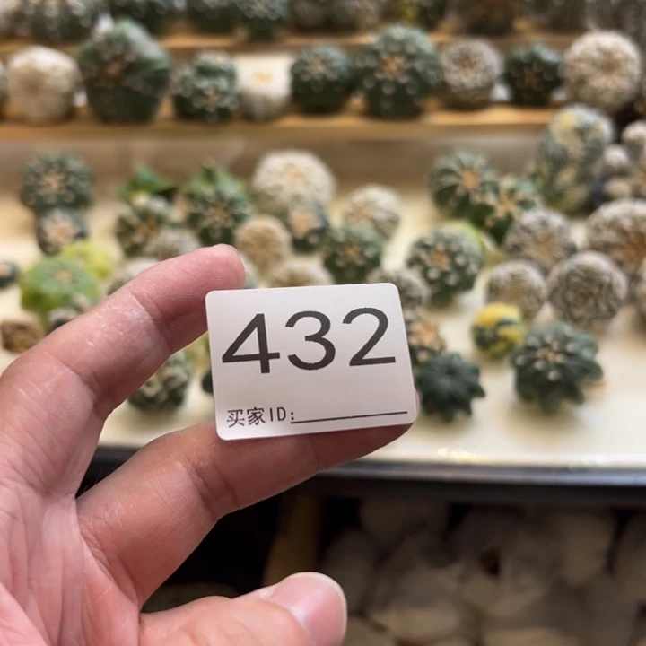 1***號兜星球仙人球432号
