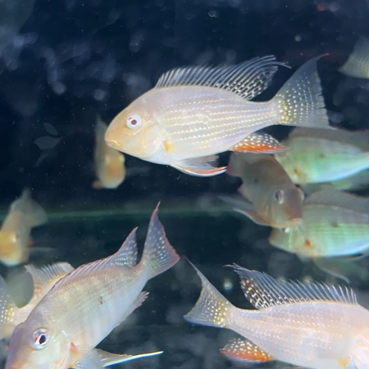 慈鲷鱼特价1只8-9白子关刀