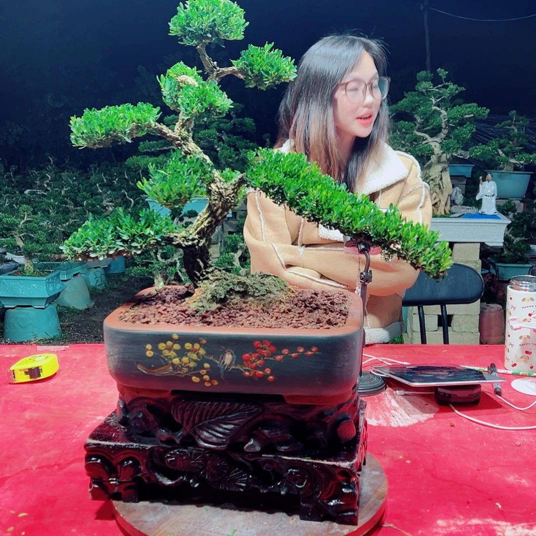 无花朵广东黄杨盆景