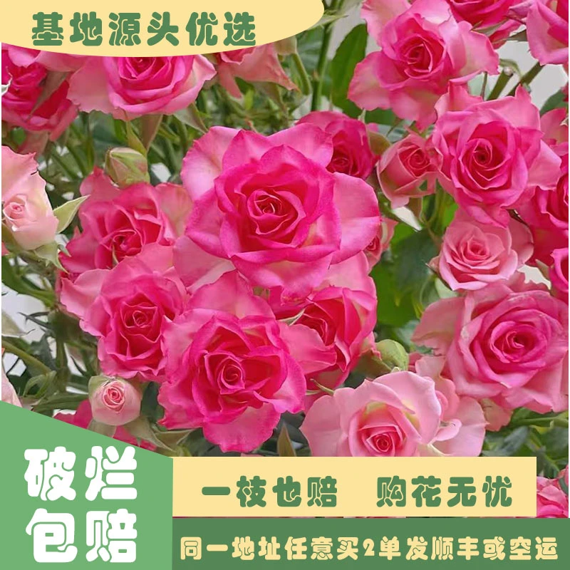 【基地源头优选】 多头伊瑟拉玫瑰     任意两单发顺丰或空运