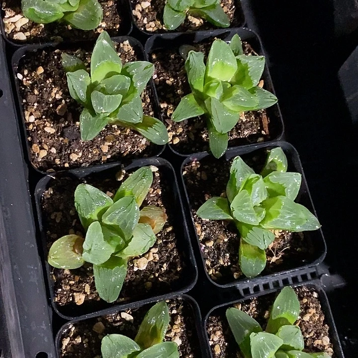 冰城一颗。     大福利。