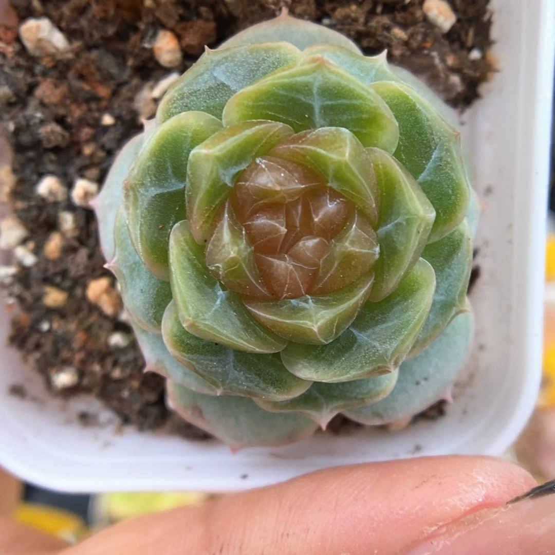 x105钻心珍妮949号
