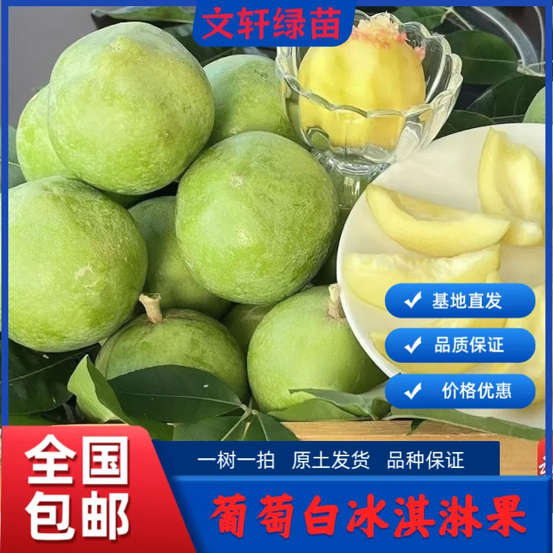 葡萄白柿果冰淇淋果嫁接苗