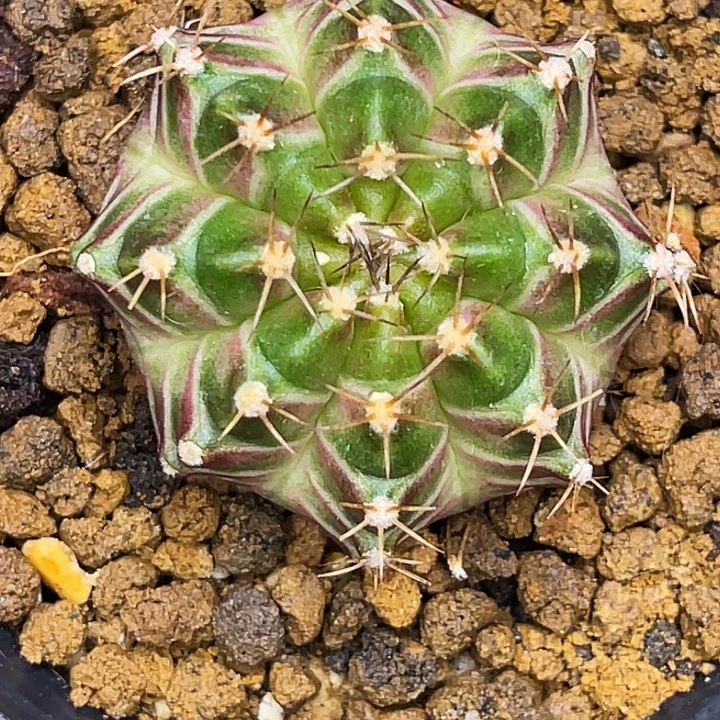 白锦轮回 圆臀 一物一拍