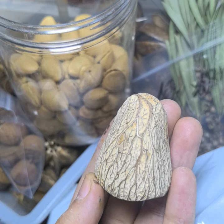 魔***作柏香籽/百香籽吊坠菩提散珠自选菩提散珠自选