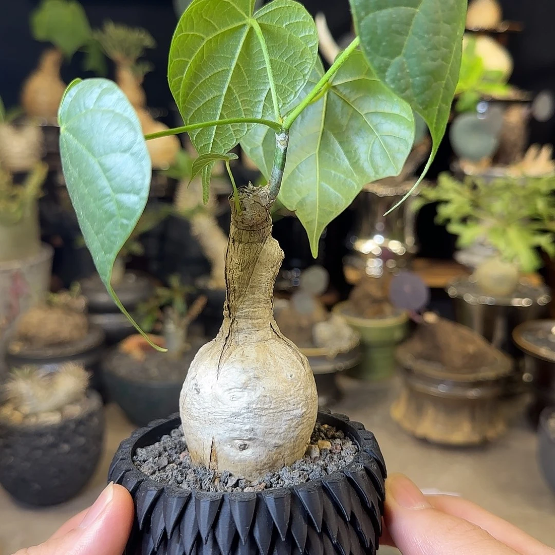 一物一拍泰国火桐33