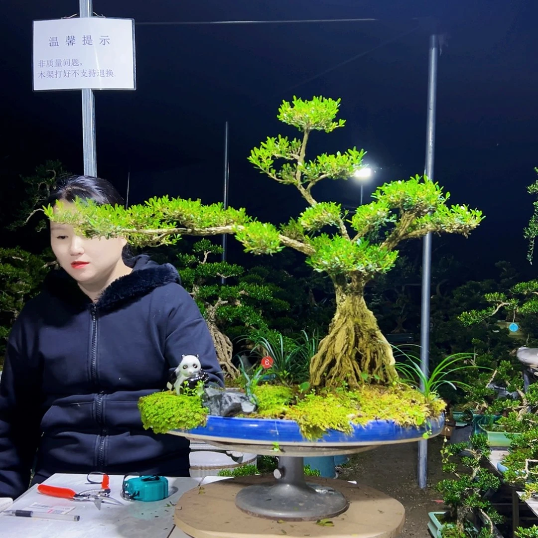 无花朵黄杨木
