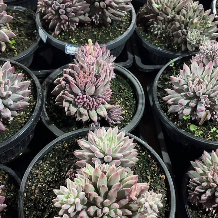 流沙虞群生精品多肉