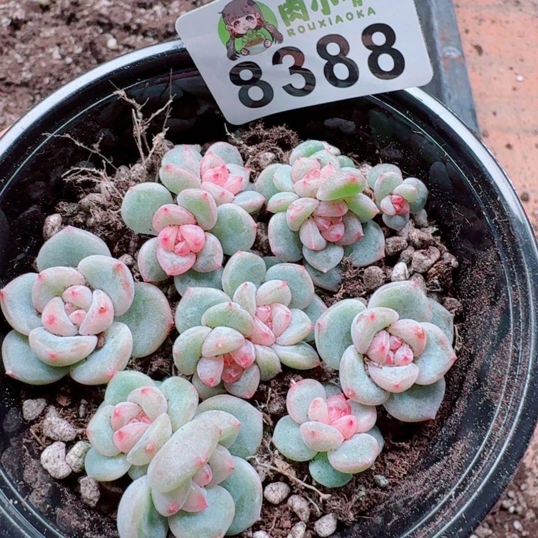 多肉植物多肉植物