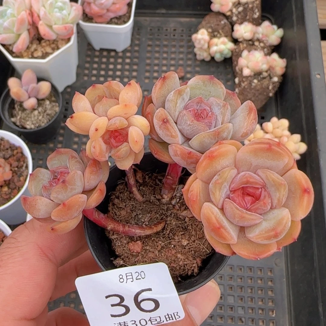 红色恋人五头老桩一颗