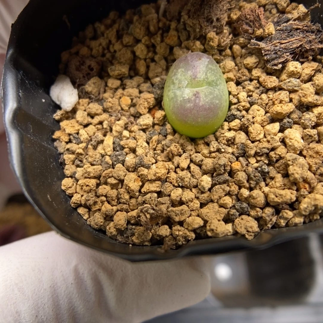 多肉植物肉锥杂交K-735 甜甜圈杂