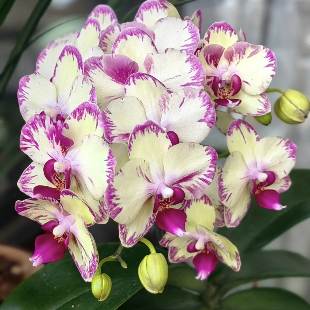 9号蝴蝶兰【绿闪电】3.0加高绿色闪边中大花 双剑发货 有返祖率