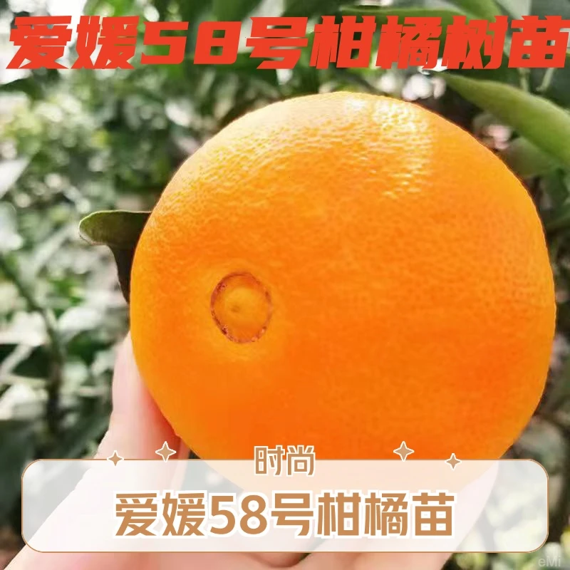 爱媛58号红美人柑橘正宗嫁接树苗早熟橘子苗无籽嫁接果冻橙树苗木