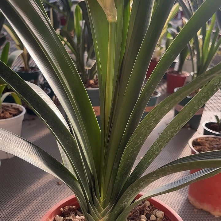 完全开放芽子一物一拍