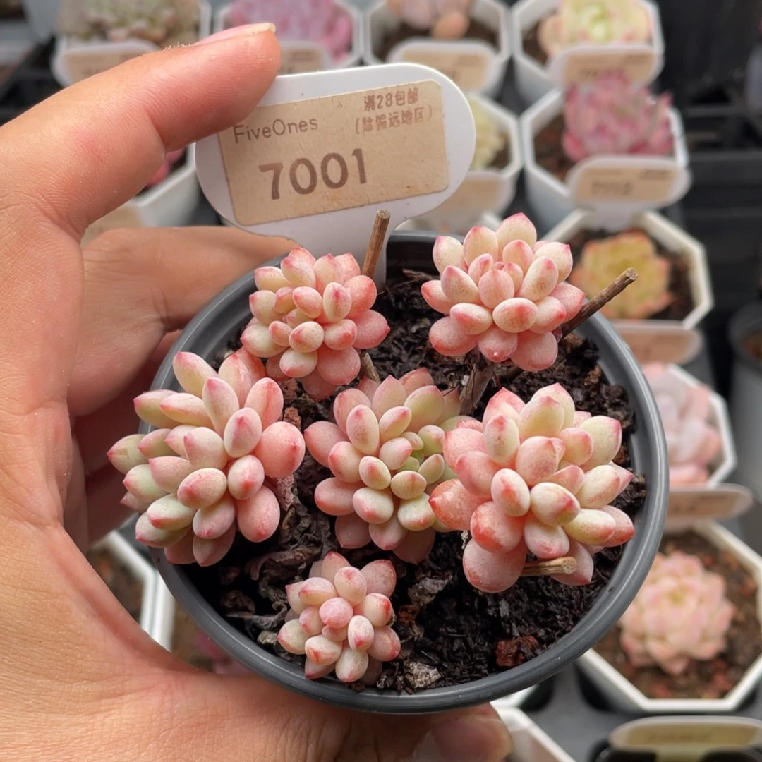 小红蛋7001-8厘米