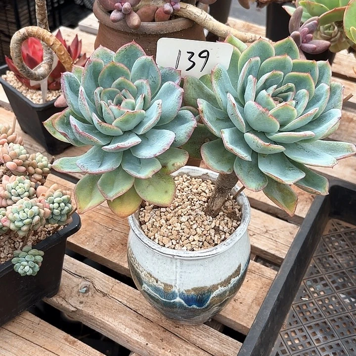 多肉植物，晨露139号