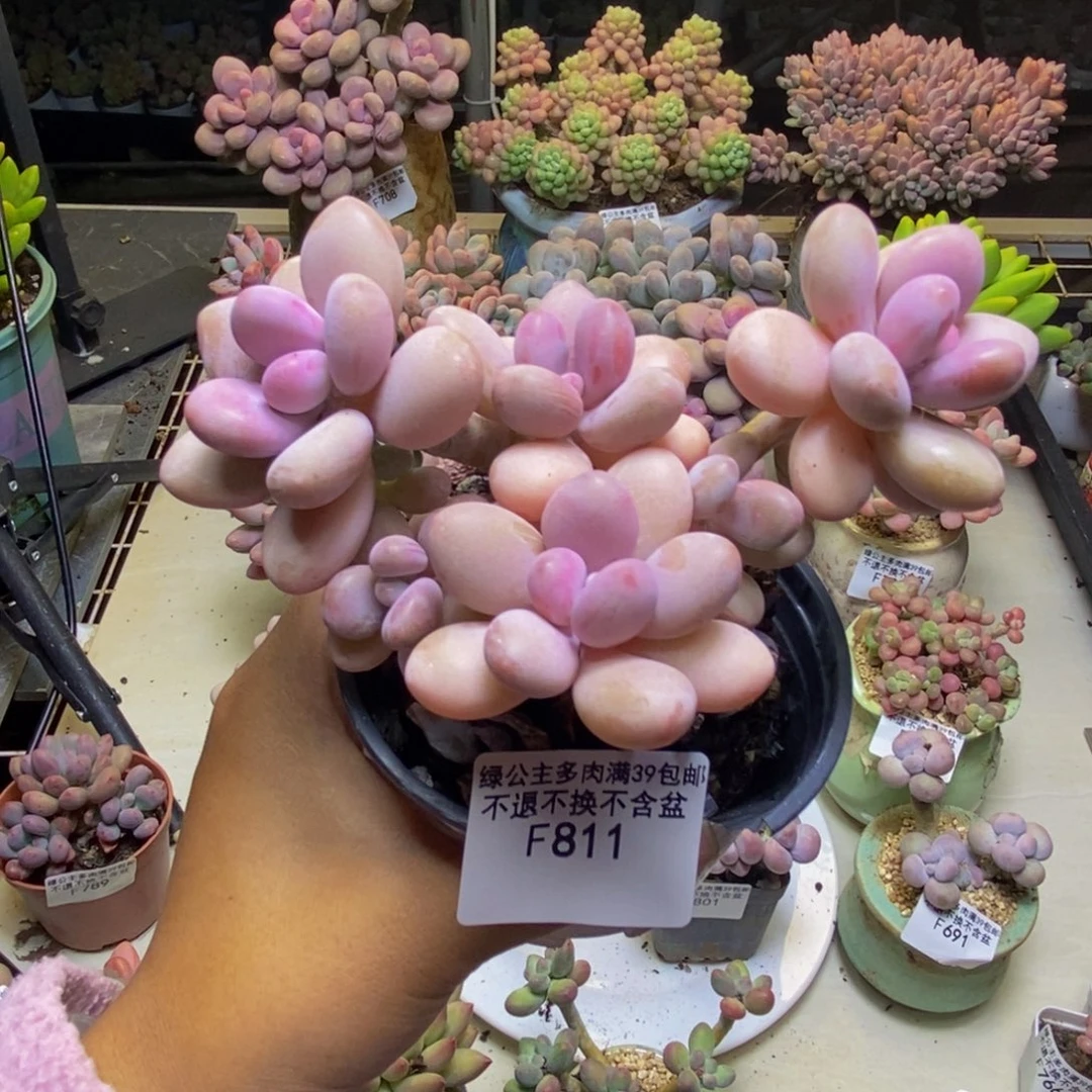 811糖果桃蛋多肉10cm