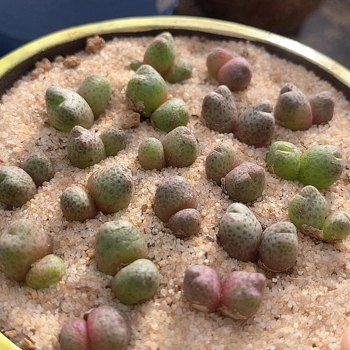 双头斑马955d一颗