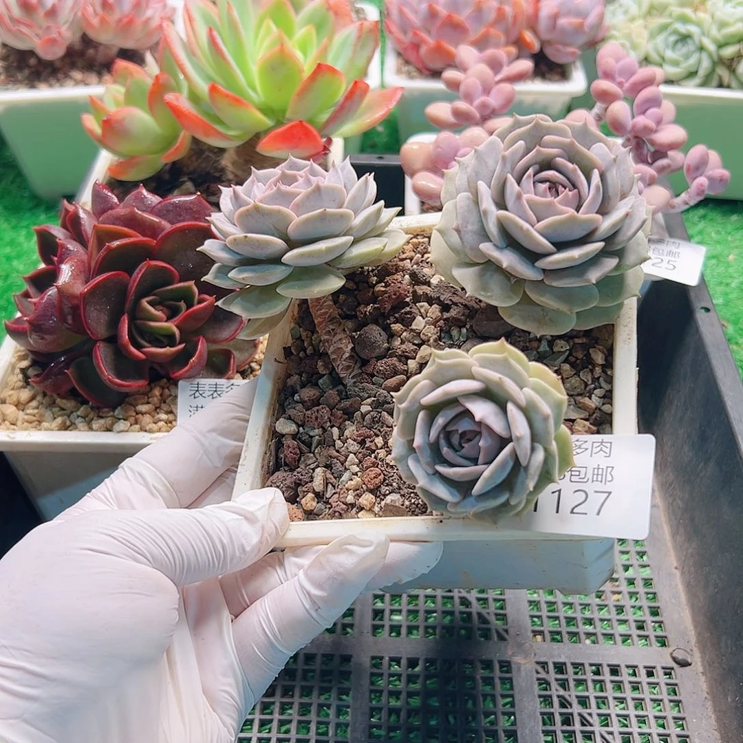 多肉一物拍植物1127
