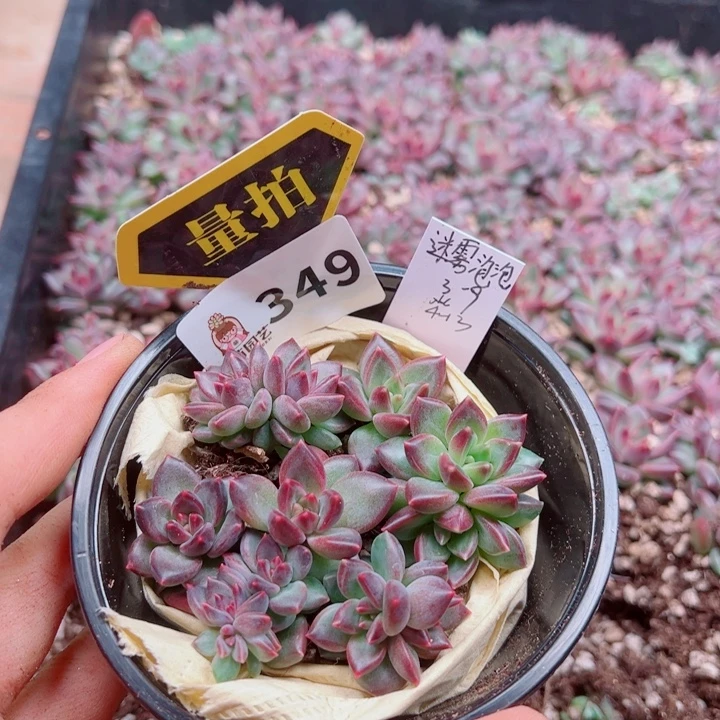 多肉植物多肉植物