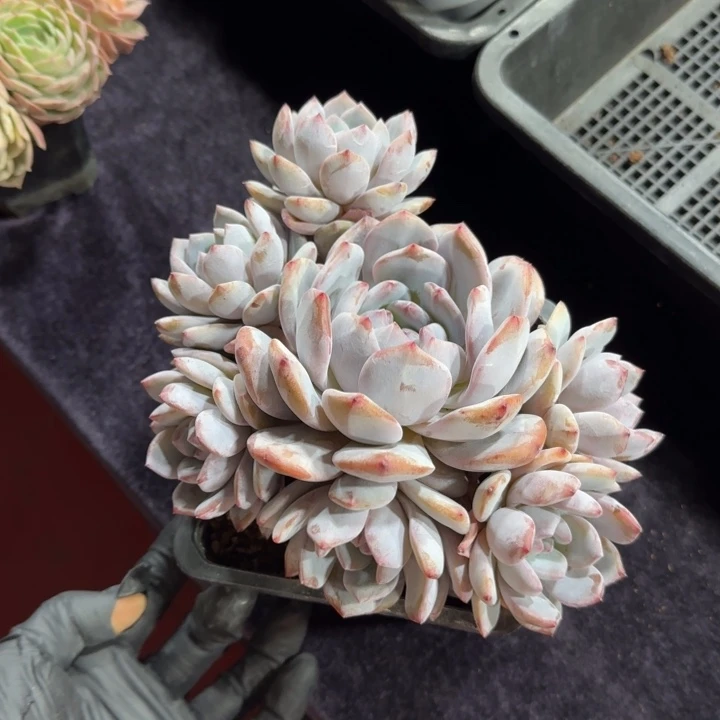 16厘米左右一物一拍的