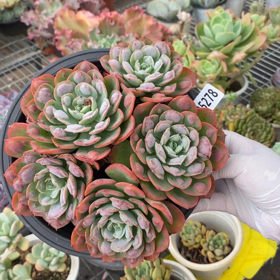 5278雨滴五头老桩一物一拍
