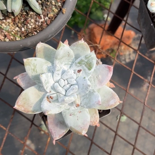 蓝**晶谢谢姐姐～一物一拍004