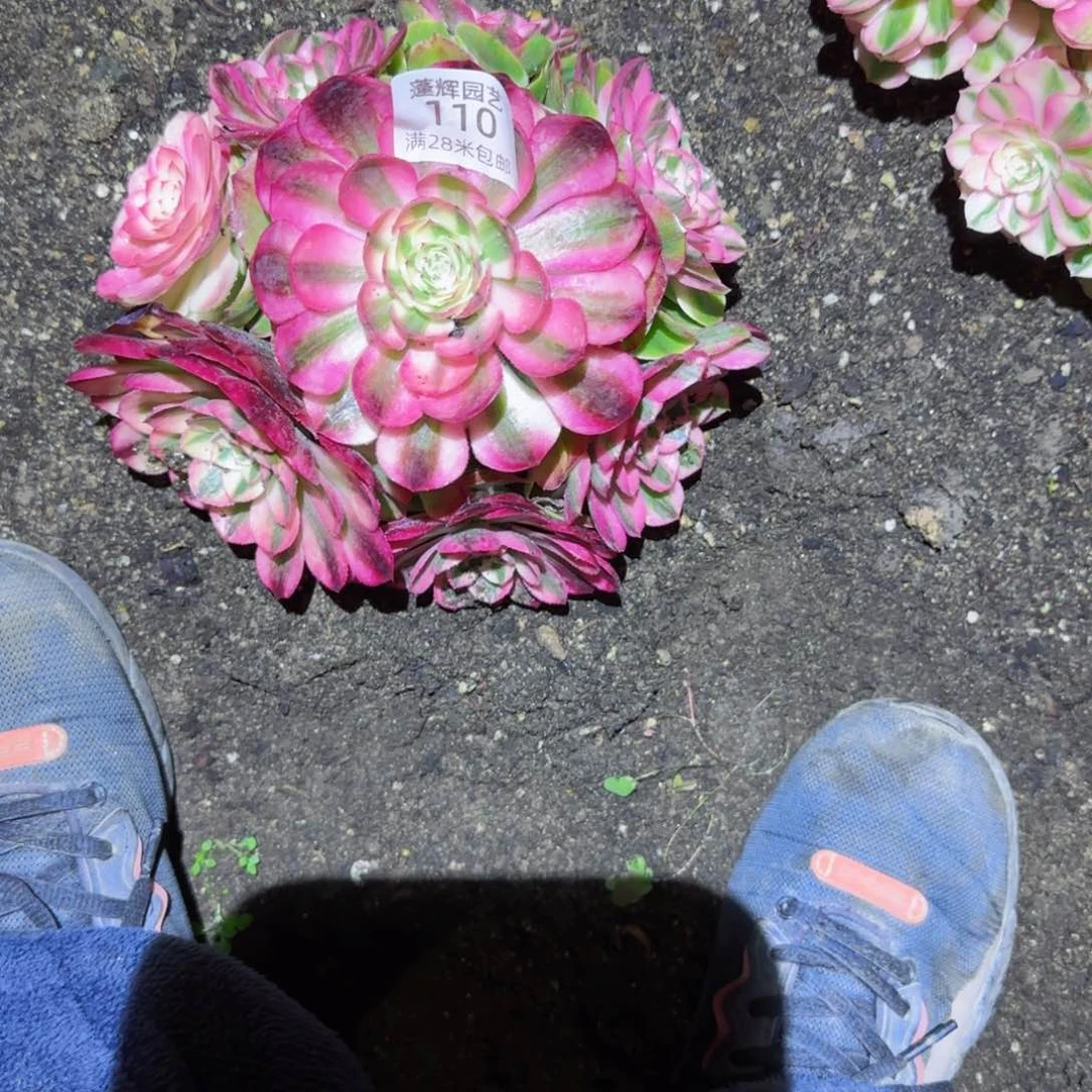 荔枝法师多肉110