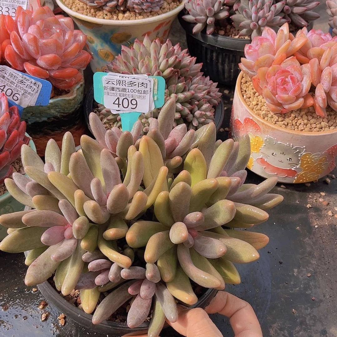 409糖果美人多肉植物