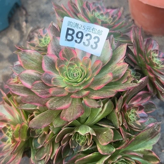 蜂**人多肉植物一个