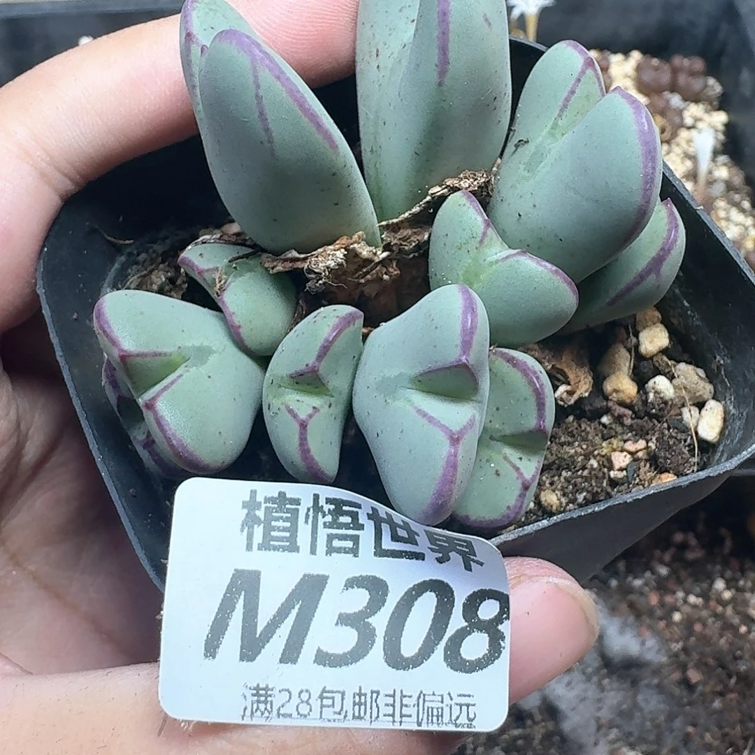 多肉植物的润泽jkkkk