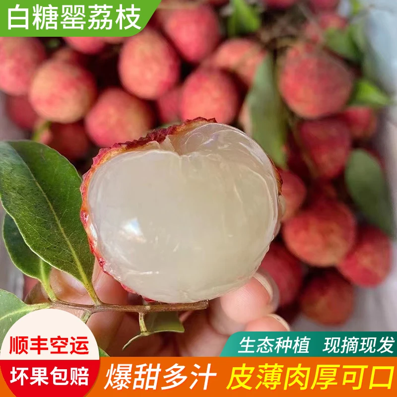 【顺丰包邮】白糖罂荔枝新鲜现摘现发纯甜爆汁顺丰包邮新鲜到家