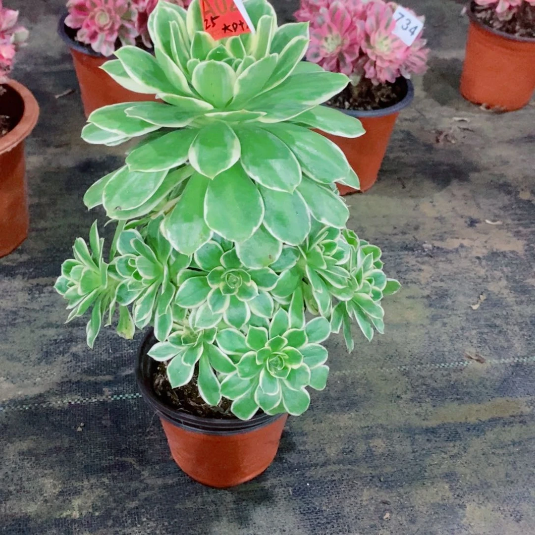 大叶绿玫瑰025炖肉1111