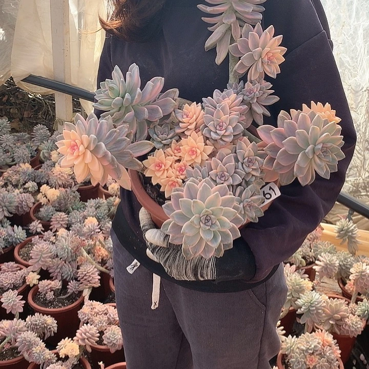 861 淡雪锦 一物一拍