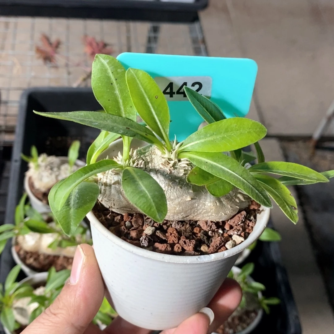 白皮越界多肉植物