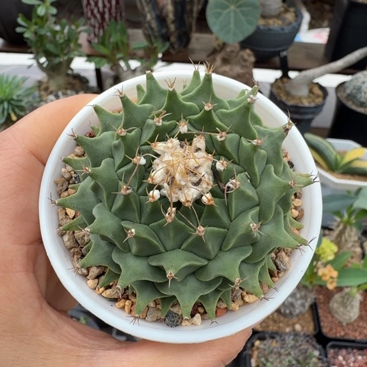 实生帝冠565 仙人球