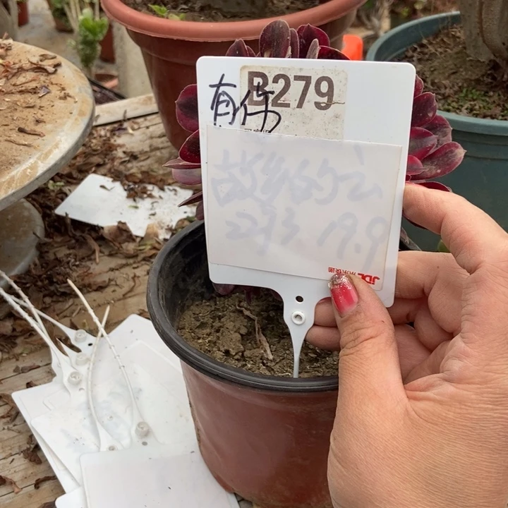 沙***鱼B279美杜莎老桩老庄