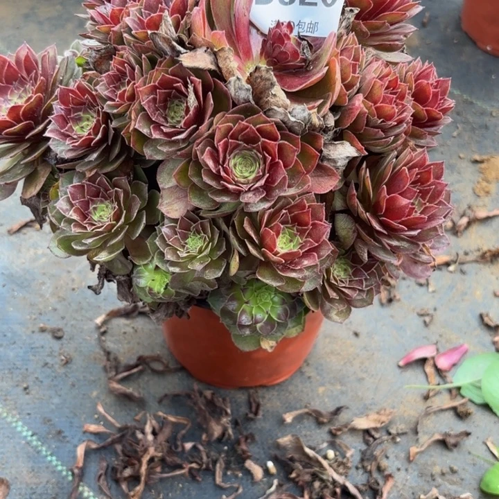 瑞妈多肉园艺320桃花石，有断枝，