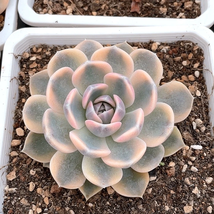 汉堡锦 一物一拍 一物一拍