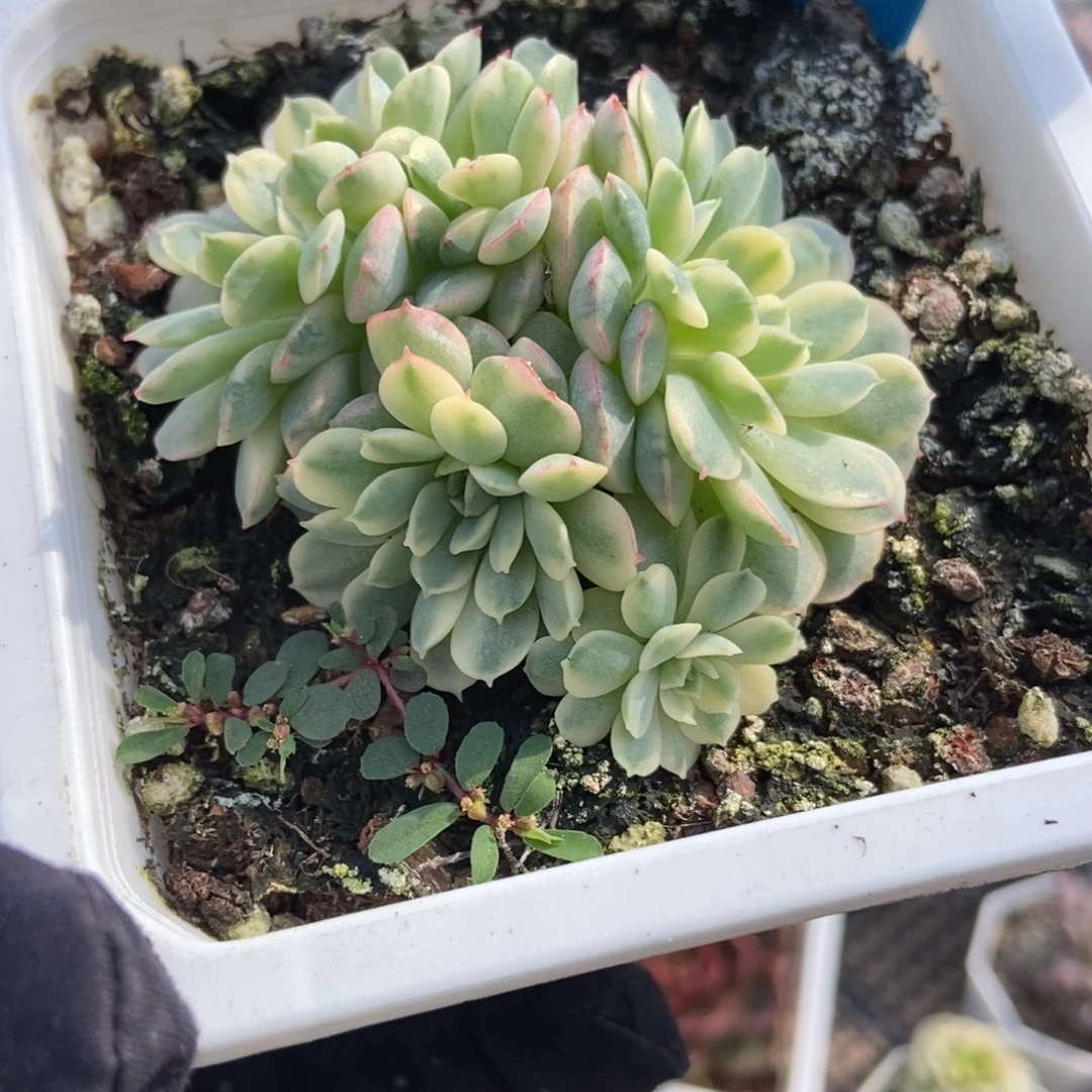 946玫瑰锦多肉植物多肉