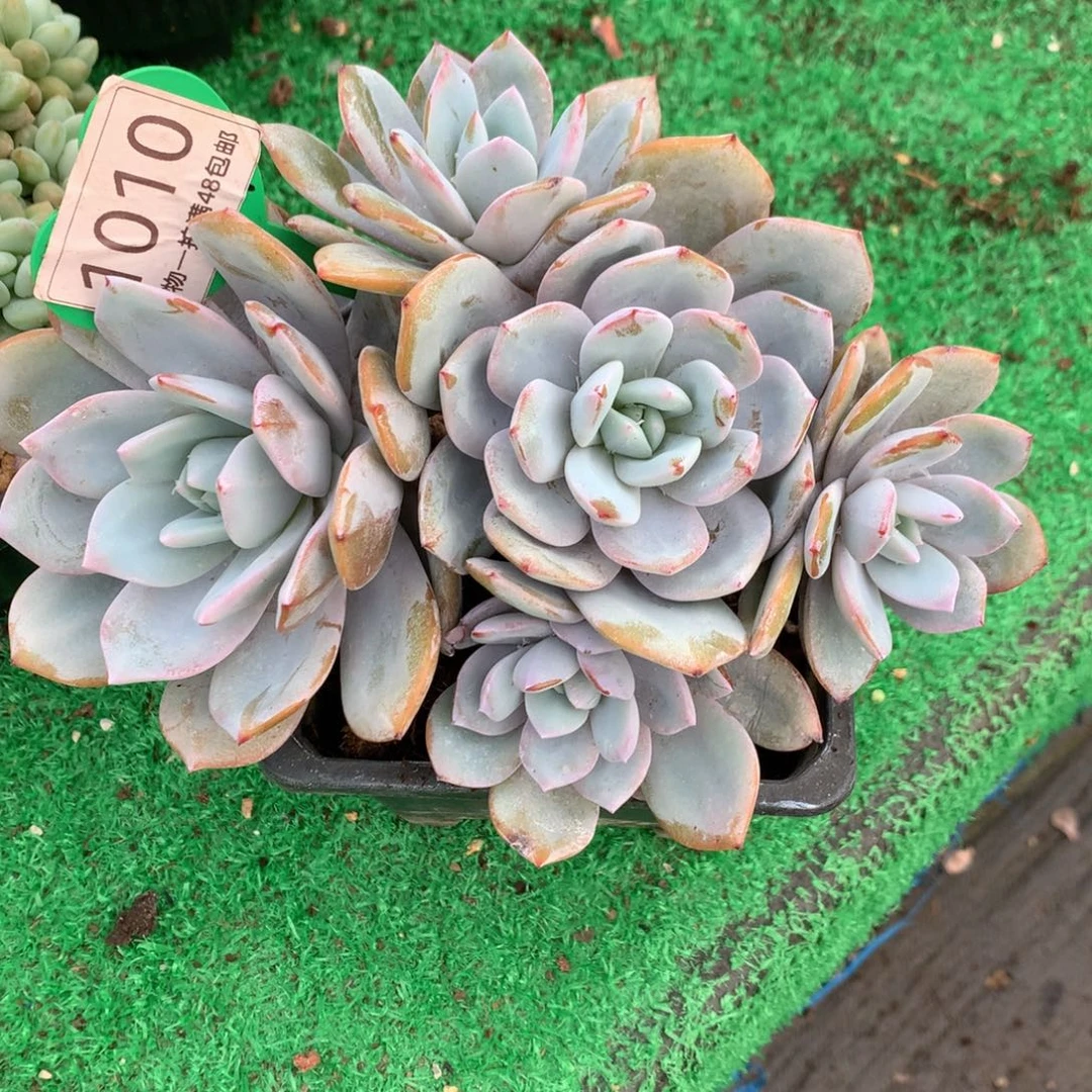 韩版奶茶五头开播福利