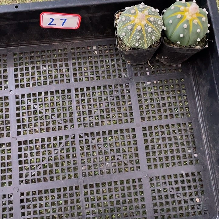 丛*舞27号筐带盆土发货